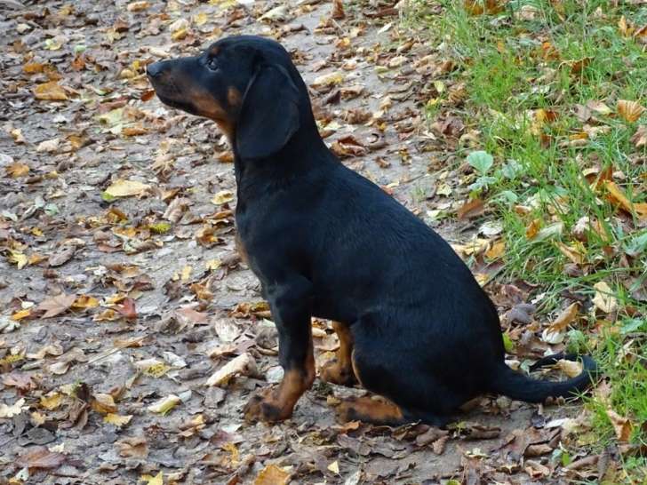 Réservation ouverte pour 2 chiots mâles Slovensky Kopov LOF de juillet 2025