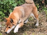 1 chienne Shiba Inu LOF à vendre, née en juin 2018