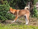1 chienne Shiba Inu LOF à vendre, née en juin 2018