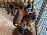 Vente de 6 chiots Bergers Belges Malinois LOF de septembre 2025