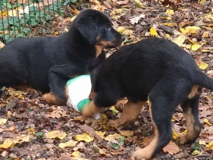 5 chiots femelles Beaucerons LOF à vendre