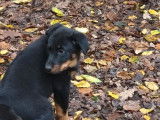 5 chiots femelles Beaucerons LOF à vendre