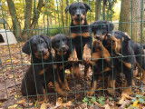 5 chiots femelles Beaucerons LOF à vendre