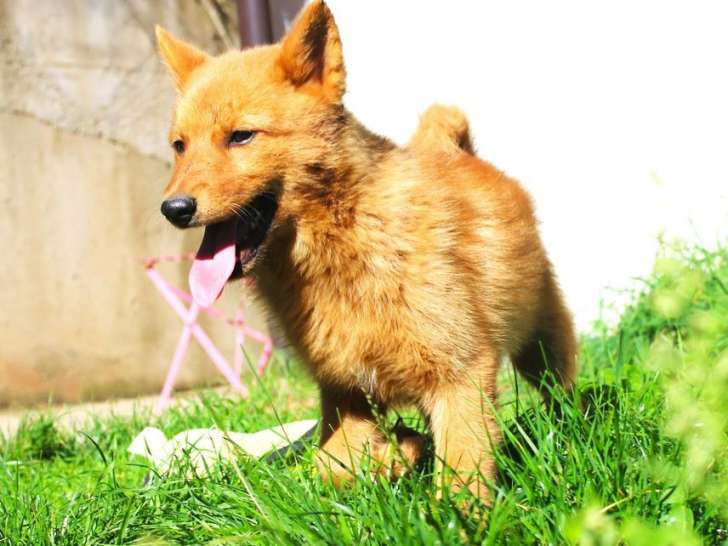 2 chiots Spitz Finlandais LOF à vendre, mâles nés en juin 2025