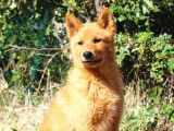 2 chiots Spitz Finlandais LOF à vendre, mâles nés en juin 2025