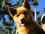 2 chiots Spitz Finlandais LOF à vendre, mâles nés en juin 2025