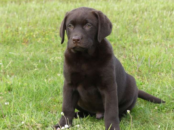 Mise en vente d’un chiot Labrador chocolat LOF femelle née le 31 juillet 2025