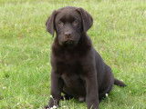 Mise en vente d’un chiot Labrador chocolat LOF femelle née le 31 juillet 2025