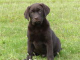 Mise en vente d’un chiot Labrador chocolat LOF femelle née le 31 juillet 2025
