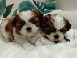 2 chiots Shih Tzu à réserver, femelles nées en septembre 2025 (LOF)