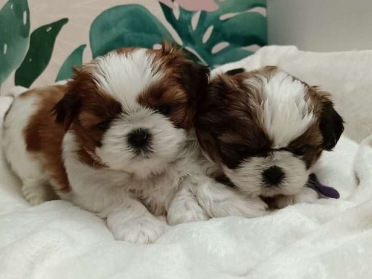 2 chiots Shih Tzu à réserver, femelles nées en septembre 2025 (LOF)