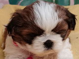 2 chiots Shih Tzu à réserver, femelles nées en septembre 2025 (LOF)