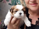 2 chiots Shih Tzu à réserver, femelles nées en septembre 2025 (LOF)