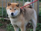 1 chienne Shiba Inu LOF disponible à la vente