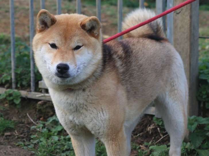 1 chienne Shiba Inu LOF disponible à la vente