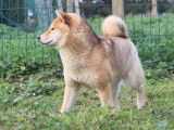 1 chienne Shiba Inu LOF disponible à la vente