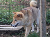 1 chienne Shiba Inu LOF disponible à la vente