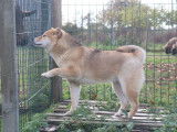 1 chienne Shiba Inu LOF disponible à la vente