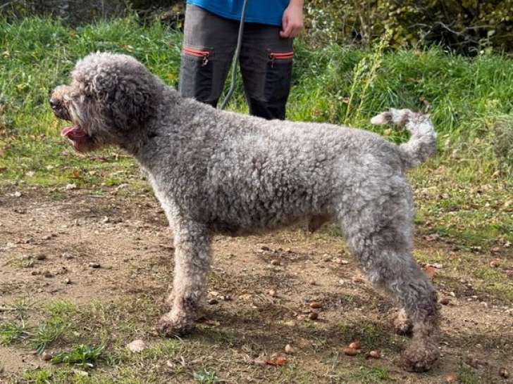 1 chien Lagotto Romagnolo LOF à vendre