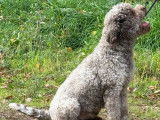 1 chien Lagotto Romagnolo LOF à vendre
