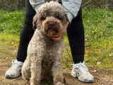 1 chien Lagotto Romagnolo LOF à vendre