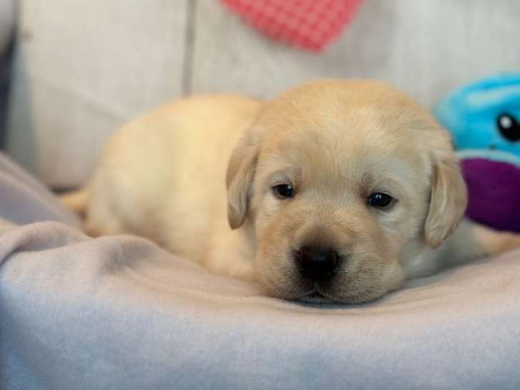 4 chiots mâles Labradors sable LOF à réserver