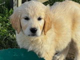 6 chiots Golden Retrievers LOF à réserver, femelles nées en septembre 2025