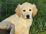 6 chiots Golden Retrievers LOF à réserver, femelles nées en septembre 2025