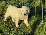 6 chiots Golden Retrievers LOF à réserver, femelles nées en septembre 2025