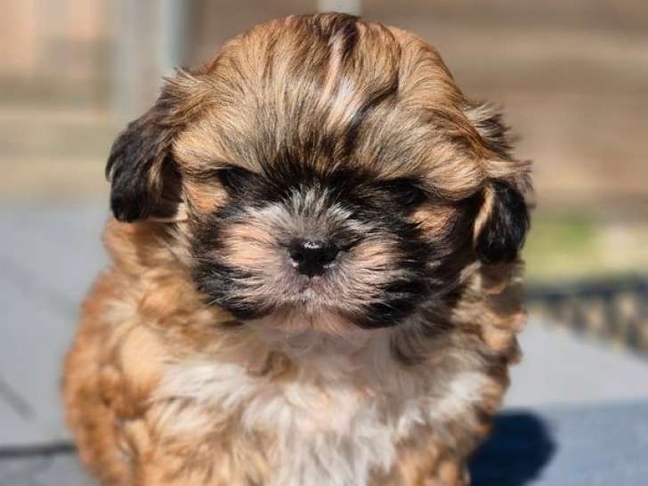 1 chiot Shih Tzu mâle non-LOF à vendre, fauve né en août 2025