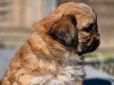 1 chiot Shih Tzu mâle non-LOF à vendre, fauve né en août 2025