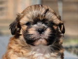 1 chiot Shih Tzu mâle non-LOF à vendre, fauve né en août 2025
