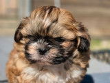 1 chiot Shih Tzu mâle non-LOF à vendre, fauve né en août 2025