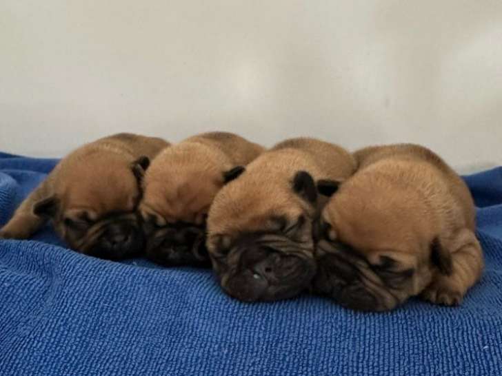 4 chiots Bouledogues Français LOF à réserver
