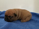 4 chiots Bouledogues Français LOF à réserver