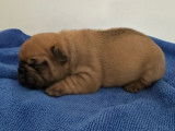 4 chiots Bouledogues Français LOF à réserver