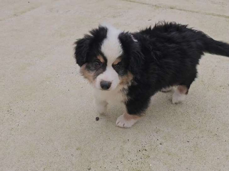 2 chiots Bergers Australiens LOF à vendre, mâles nés en août 2025