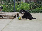 2 chiots Bergers Australiens LOF à vendre, mâles nés en août 2025
