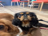 Cherche mâle Cavalier King Charles pour saillie