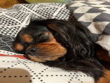 Cherche mâle Cavalier King Charles pour saillie