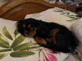 Cherche mâle Cavalier King Charles pour saillie