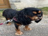 Cherche mâle Cavalier King Charles pour saillie