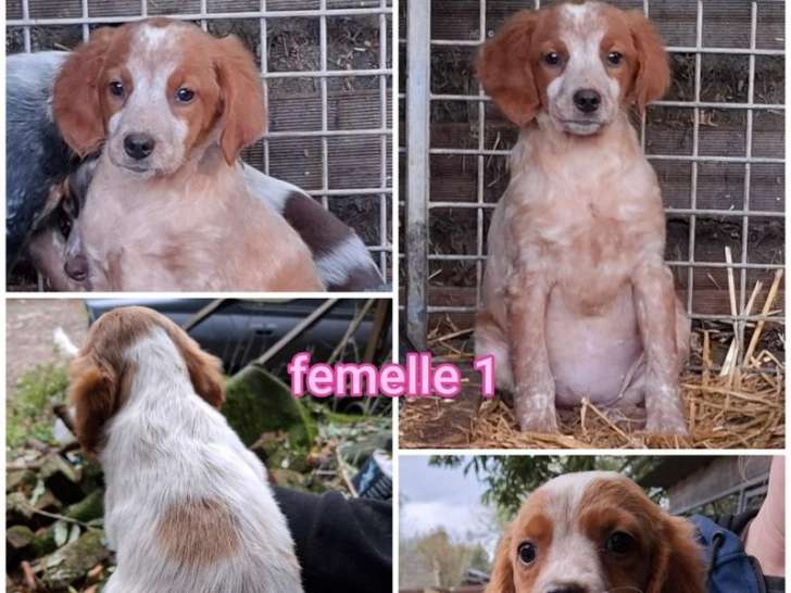 2 chiots femelles Épagneuls Bretons non-LOF à vendre
