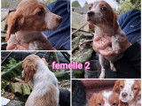 2 chiots femelles Épagneuls Bretons non-LOF à vendre