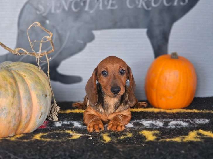 À vendre, 2 chiots mâles Teckels Standards à poil dur LOF d'août 2025