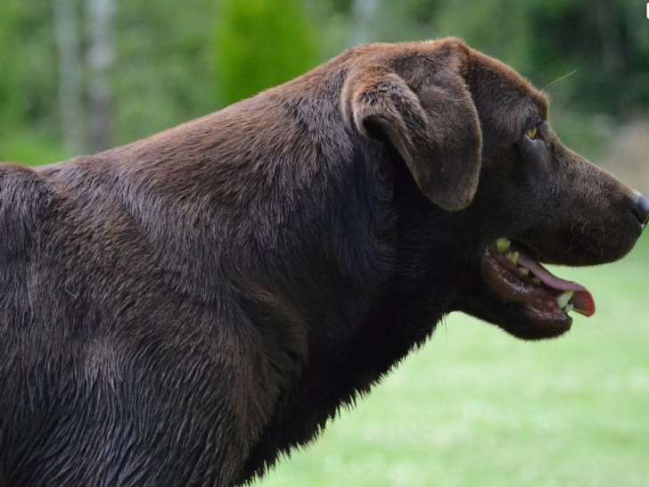 1 chienne Labrador chocolat LOF à vendre