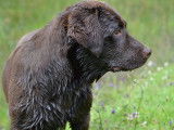 1 chienne Labrador chocolat LOF à vendre
