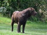 1 chienne Labrador chocolat LOF à vendre