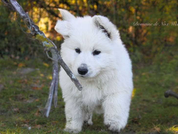 Chiots Bergers Blancs Suisse LOF à réserver, mâles nés en septembre 2025