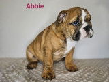 2 chiots femelles Bulldog Anglais LOF à vendre
